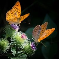 Fritillary Butterflies