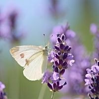 Cabbage White Upon Lavender