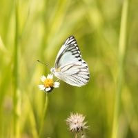 Marble White Butterfly