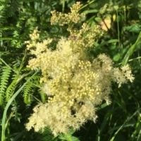 Meadowsweet Flower