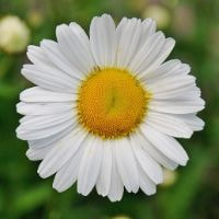 Ox-Eye Daisy Flower